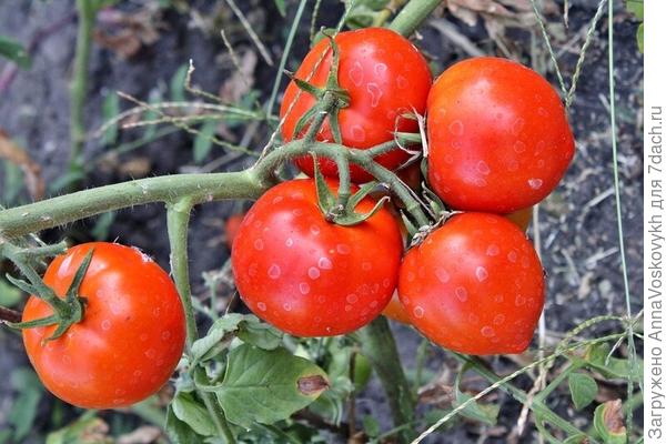 Плоды соответствуют заявленному на 100%