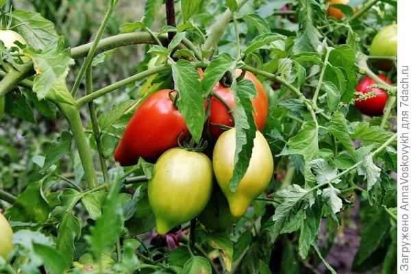 Чистые, здоровые, без вредителей