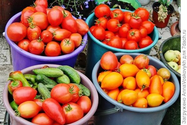 18 августа первый массовый сбор томатов Красный купол F1