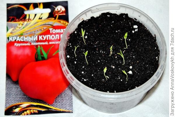 1 апреля с небольшим интервалом стали всходить томаты. Взошли 10 семечек из 10