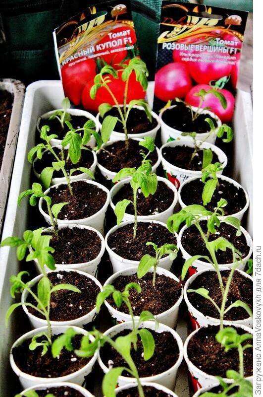 14 апреля 2022 года в фазе 2 настоящих листьев рассада пикирована в отдельные стаканы.