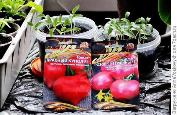 В итоге взошли все 16 семечек