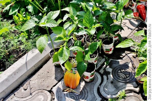 Вот такая красивая рассада была высажена в грунт.