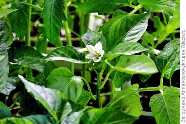 29 мая на перце "Европеец появился первый цветочек.