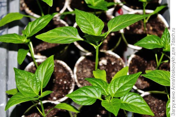 При пикировке не был выброшен ни один росток. Хилых, слабых, и больных просто не оказалось