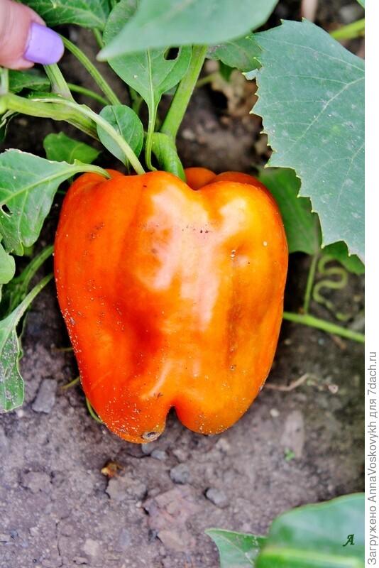 Плоды были крупные, сладкие, толстостенные