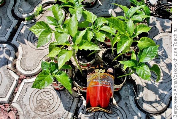 Только 3 июня 2022 года сладкий перец Рыжик F1 был высажен в грунт
