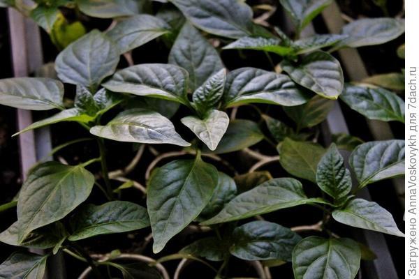 Под фитолампой, хоть и на подоконнике, рассада росла крепкой и здоровой