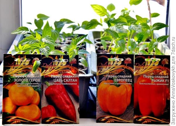 16 марта провела пикировку в отдельные стаканы в фазе 3-4 настоящих  листьев