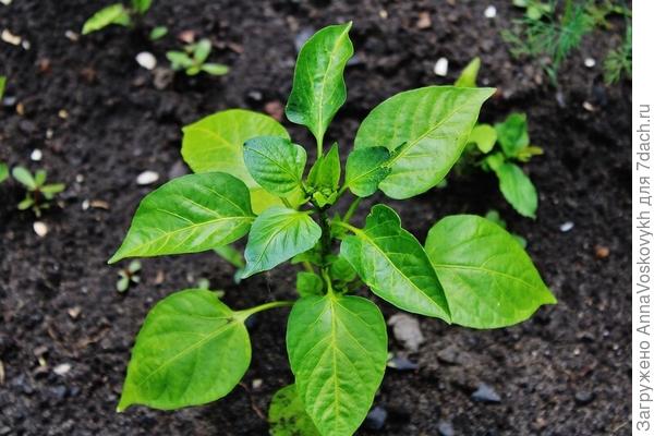 Кустики росли ровные, красивые совершенно без моего вмешательства и формировки