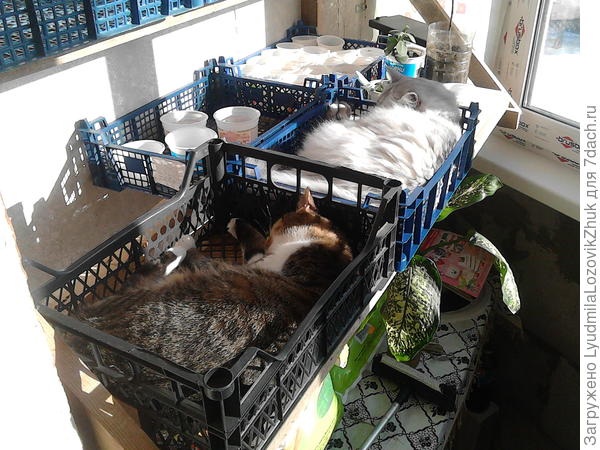 Котиная банда проверяет стеллаж на выносливость !!!