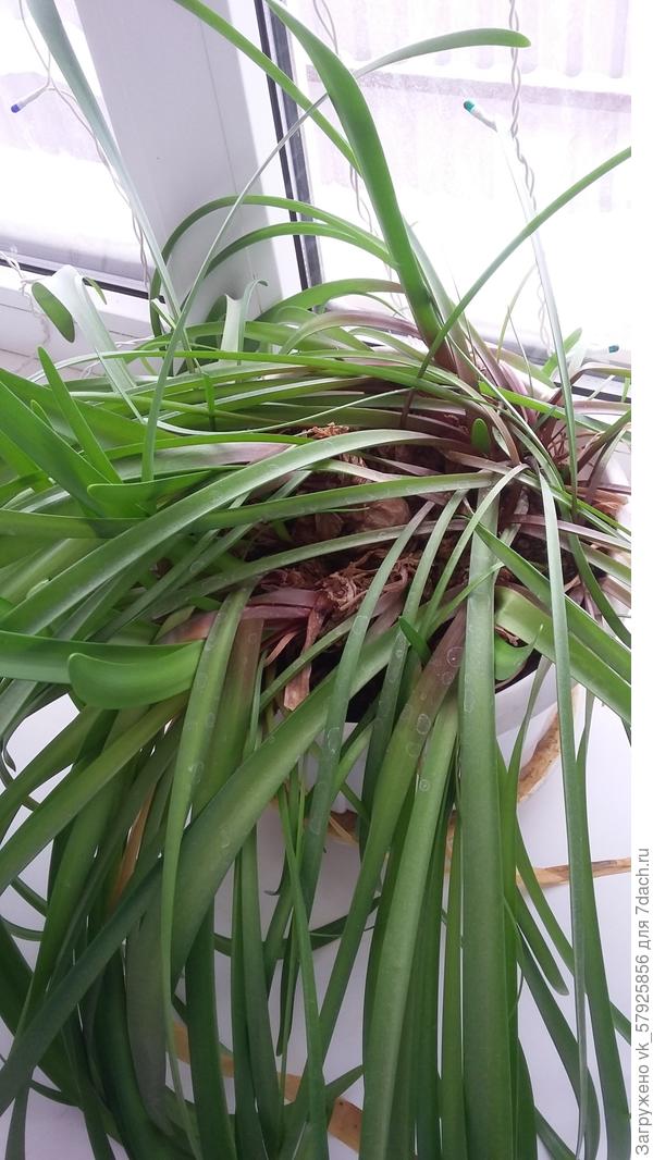 подскажите, как называется?