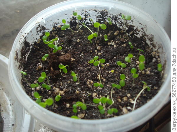 Это Обриета.