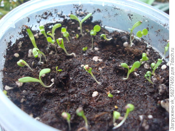 Это Армерия.