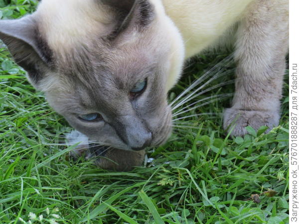 ужин на природе!