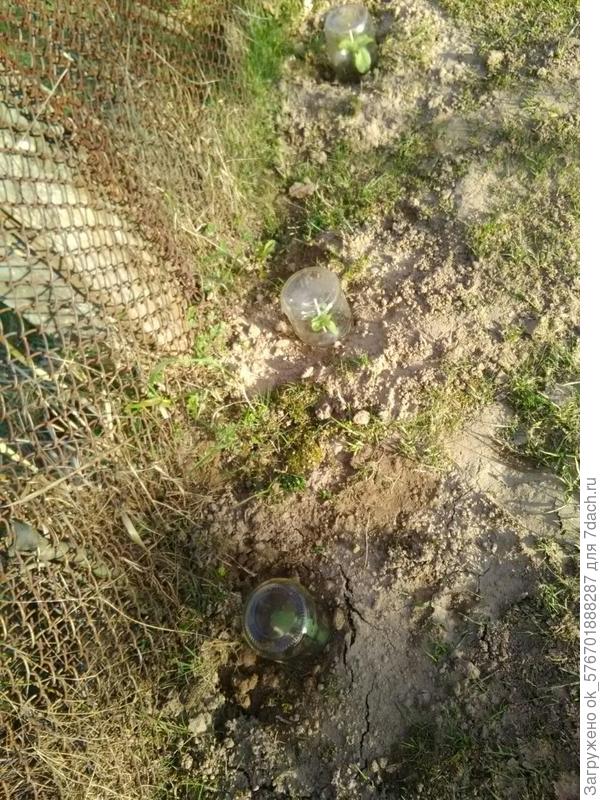 и подсолнухи накрыли