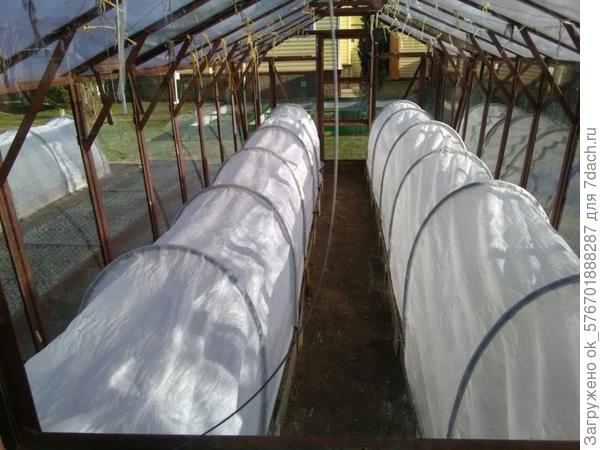 накрыли перцы и баклажаны в теплице