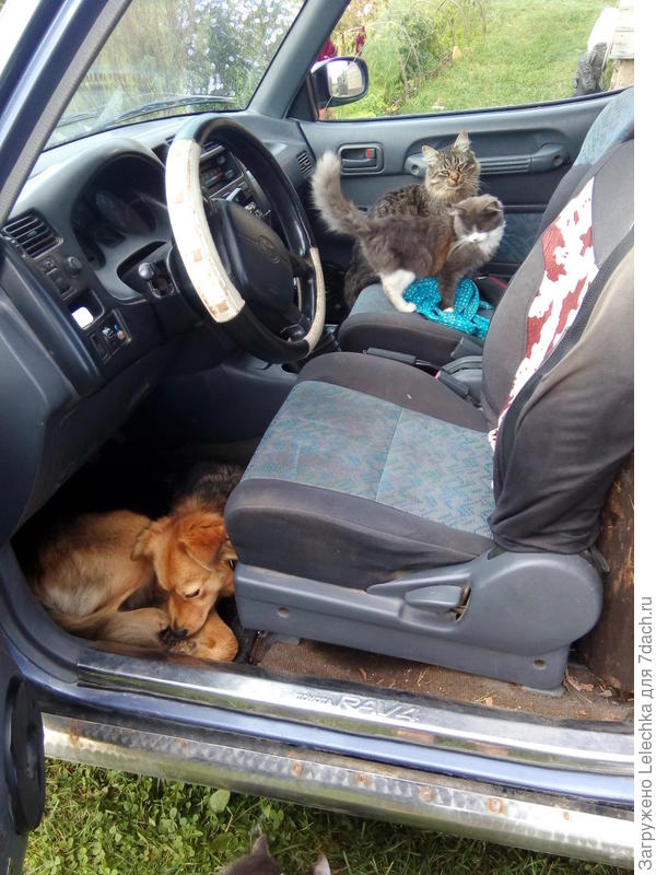 "Не берёте собаку? Тогда и на рыбалку никто не едет!"