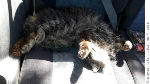 Чуть кота не свезли... Не заметили...