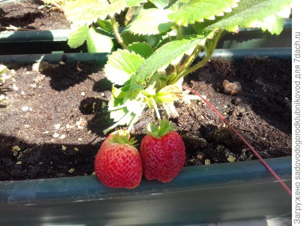 Клубника на 6 апреля