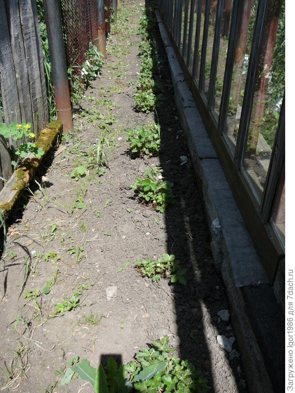 Это ремонтантная земляника