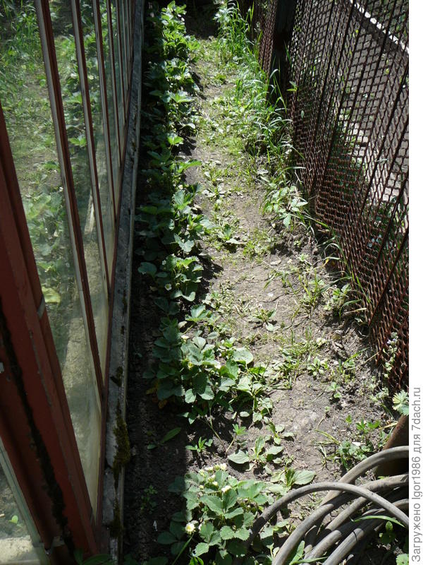 Это крупноплодная клубника