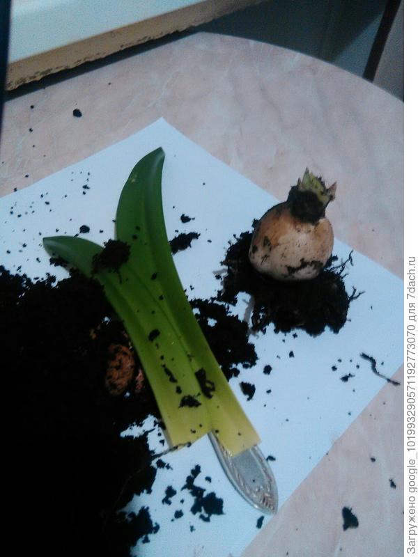 это его луковица