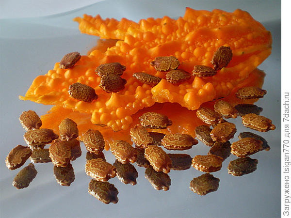 Так выглядят семена момордика