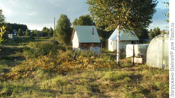 Выбрали место под будку,спилили вербу