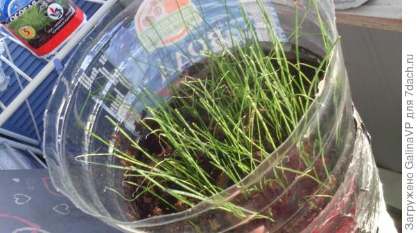 вот такой он у меня был в рассаде,такой же остался и на грядке,совсем чуть-чуть подрос