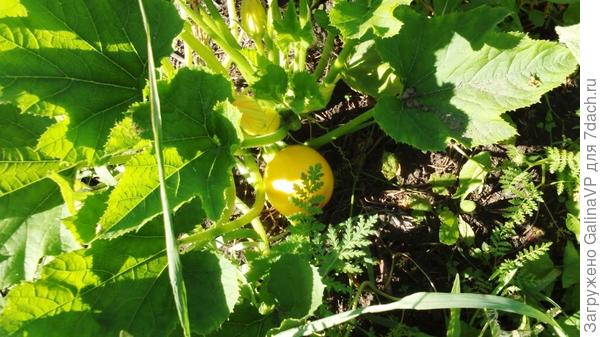 только круглых два вида,желтый и зелёный