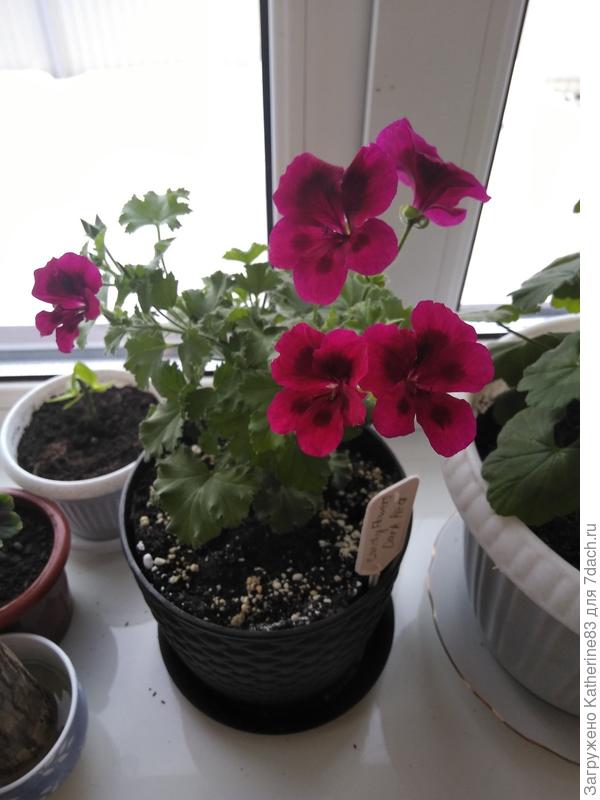 PAC Candy Flower Dark Red
