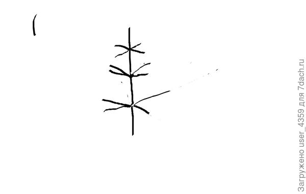 вот это идеал яблони  традиционной формы обрезки к которому нужно с годами стремится