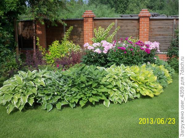 взади кустики пузыреплодника позжесадили должныбыть высотой как отдельные веточки