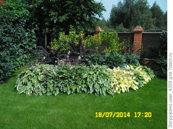 а тут уже пионы отцвели пришлось слать 2 фото