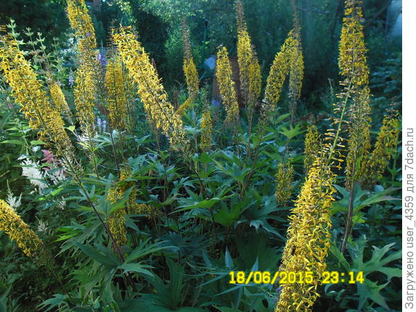 бузульник фото не очень- он ярче