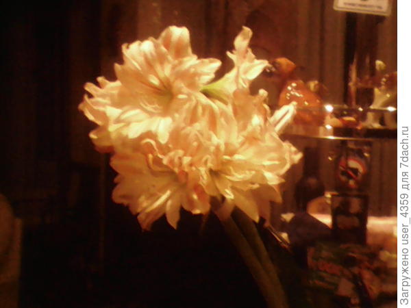 Дансинг квин