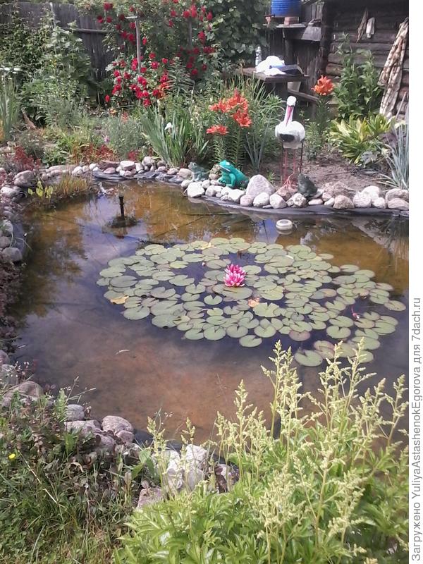 Аист и лягушки.В пруду живут и настоящие зелёные легушата