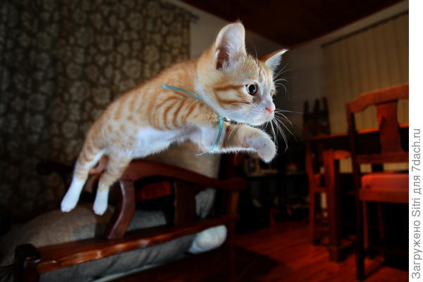 Кошке нужно прыгать, лазать, играть и охотиться