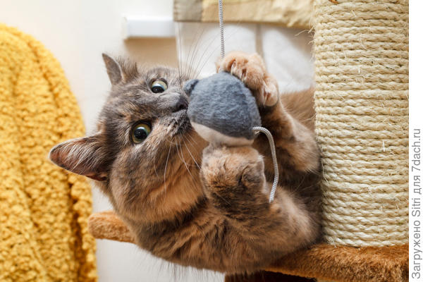 Охота на игрушечную мышку