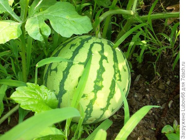 Татьяна от нашего сада - Вашему! Пусть все получиться!