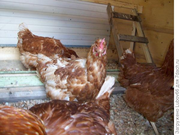 вот тут курочки ночуют- на жердочке...