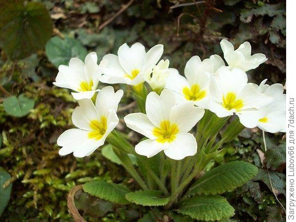 вот такая красота вокруг  дачи