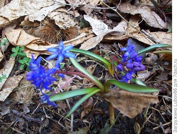 окрестности  дачи под Сочи