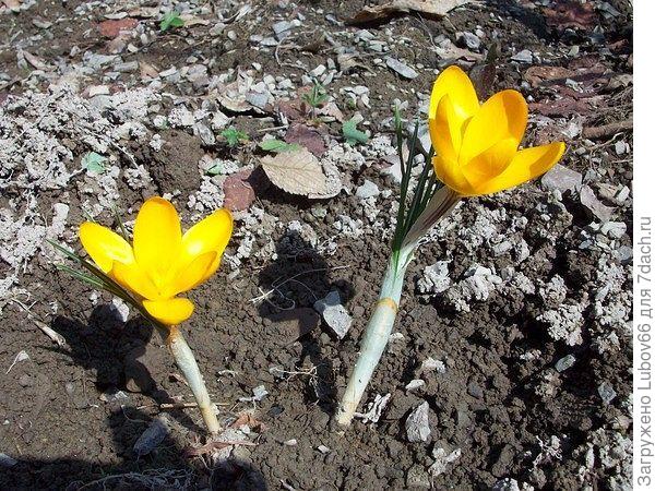 а эти сами вылезли уже на дачном участке...