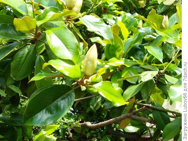 а это ее бутоны