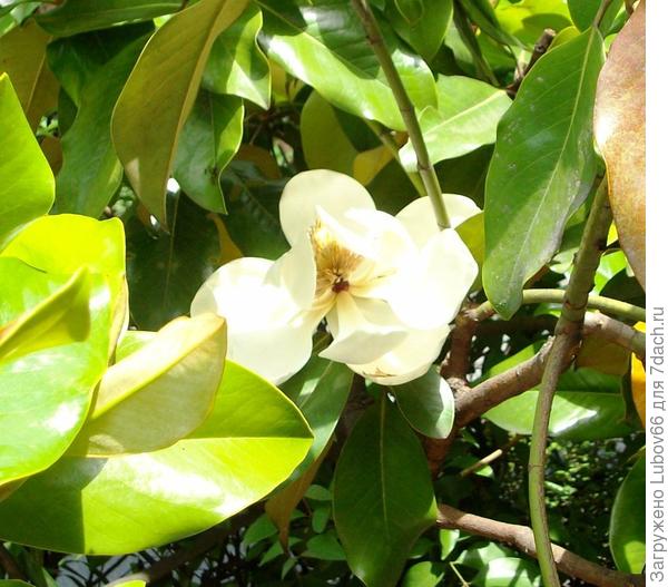 магнолия в цвету- лето в разгаре!