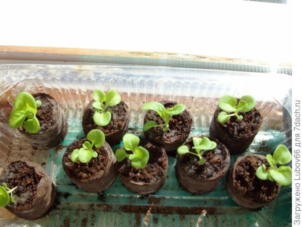 эти еще в таблетках(посеяны 5 февраля)