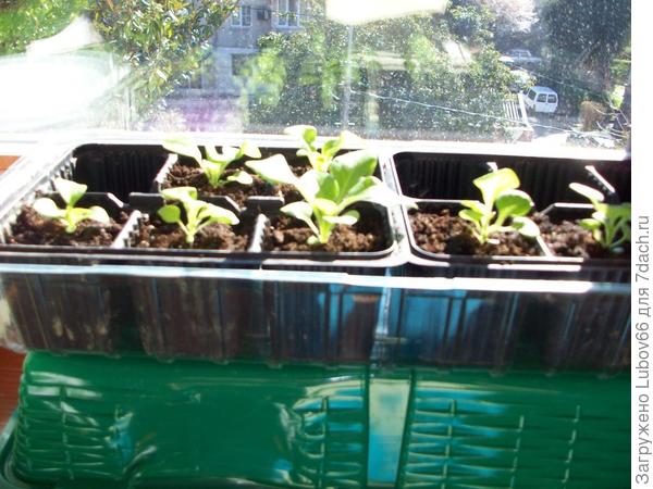 эти уже пересаженные (посев  тоже 5 февраля)