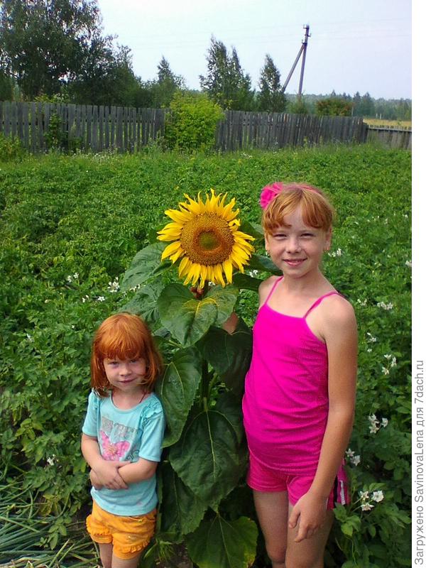 А около подсолнуха уж никак нельзя не сфотографироваться,получилось три подсолнуха))))))